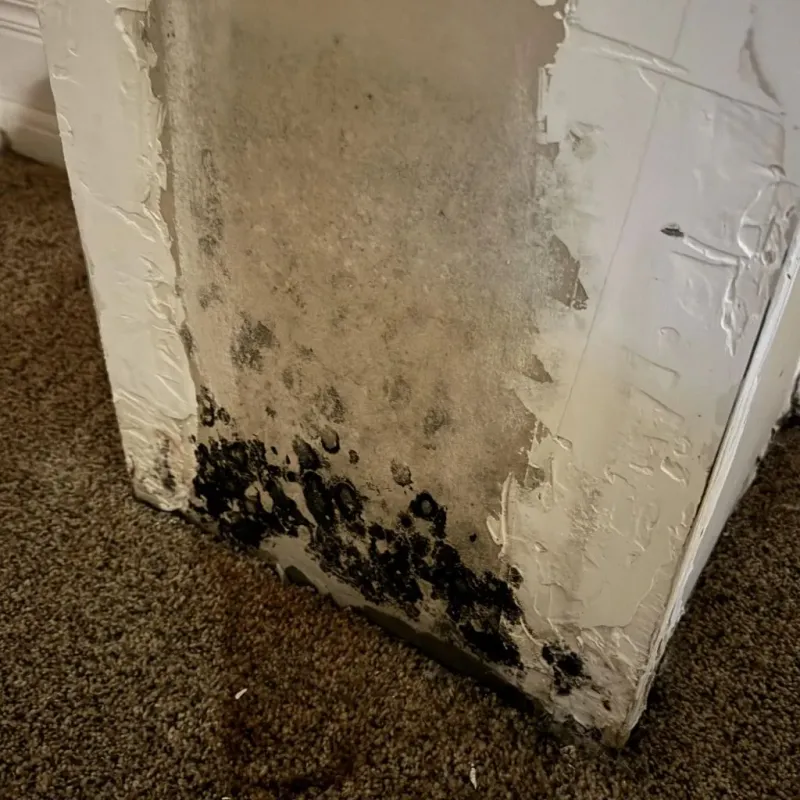 Professional Mold Removal in Washington, IL